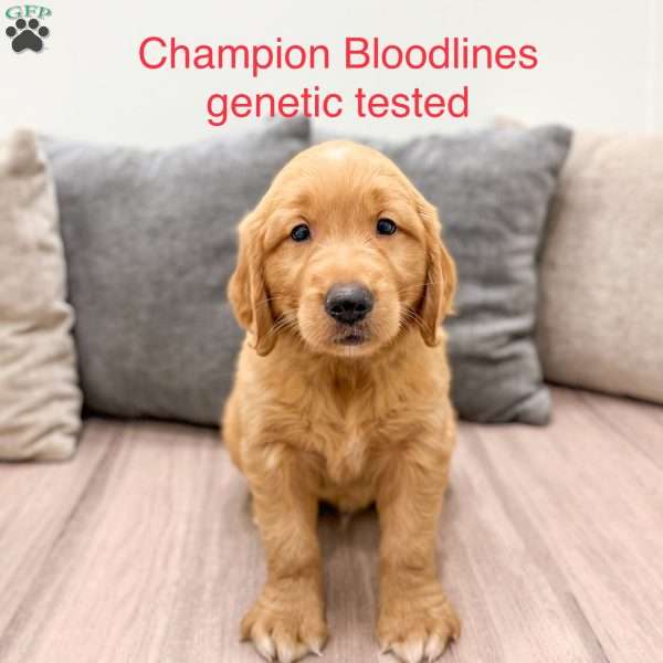 Champ, Golden Retriever Puppy